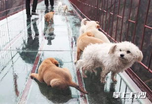 长沙不文明养犬为何难治理 执法瓶颈 缺留检场所和专业队伍丨iwanbao