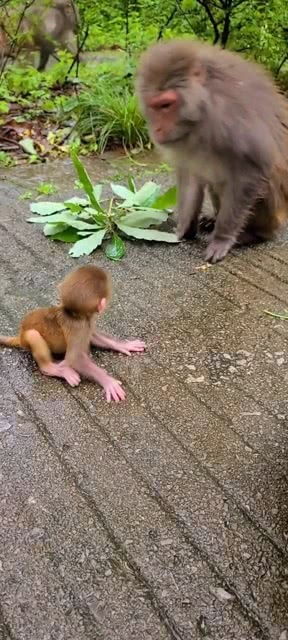 猴妈妈应该很疼爱猴宝宝 