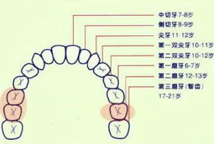 根管治疗为什么那么贵