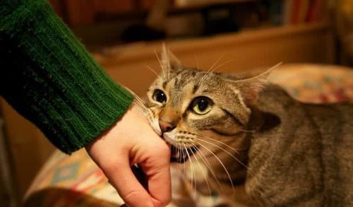家里的猫咪总喜欢咬人,有什么解决办法嘛 网友 多半是飘了