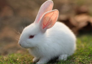 小兔子的二十六种身体语言