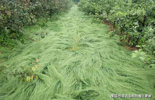 苹果园里藏着不用除草的秘密 鼠茅草