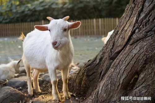 食草动物普遍都没有进攻性,为什么大自然不让它们进化出来