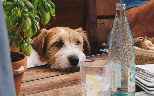 你还以为狗狗舔着喝水吗 放慢50倍之后,才知道是这样的