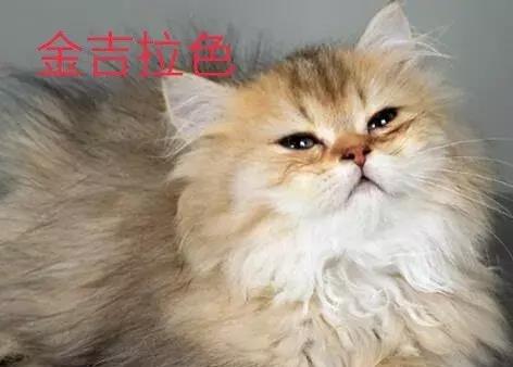 大家口中的波斯猫真的是波斯猫吗