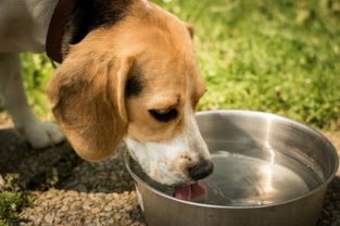 狗狗可以喝自来水吗（狗狗能喝自来水还是白开水）