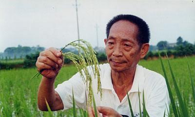 李子柒正能量满满,将水稻的一生拍成艺术,评论区更让人感动