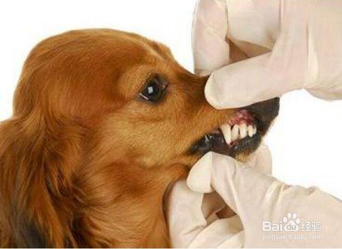 狗狗换乳牙需要注意什么 