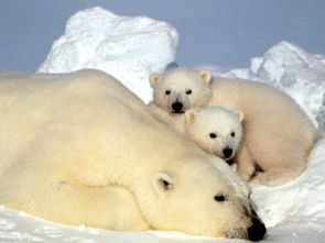 北极熊并非游泳高手 冰川融化加剧幼崽死亡 
