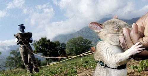世界上最大的老鼠, 受当地人尊重被誉为英雄鼠, 每年拯救千条生命