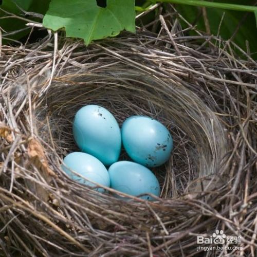 鸟蛋怎么孵化成小鸟 