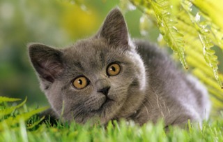 猫眼睛发炎的表现,猫咪结膜炎表现 