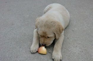 三个月的小狗可以吃水果吗 
