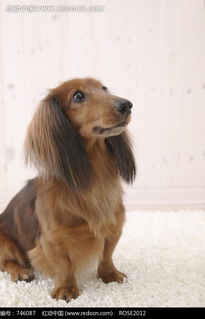 地毯上一只可爱的小狗图片免费下载 红动网 