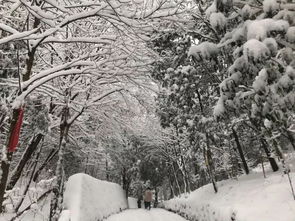 北川下雪啦 网友们拍摄的老家下雪视频曝光,积雪10多公分厚