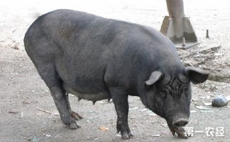 浙江衢州地方猪种 龙游乌猪 图片