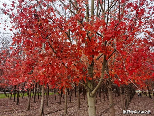 秋天小众旅游地 看枫叶的好地方,人少景美