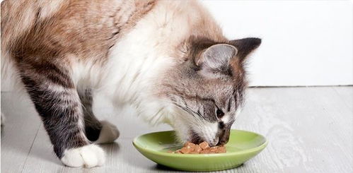 每200只猫咪,就有一只患有糖尿病 铲屎官不得不警惕