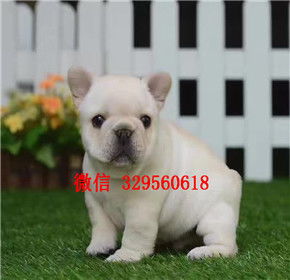 南京哪里有出售法斗犬 纯种法国斗牛犬价格 法斗价格 法斗图片 奶油色法斗
