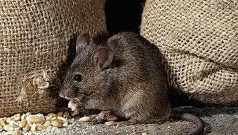 它们是世界上最聪明的老鼠,洞穴拥有三室一厅,连国家都保护它们 