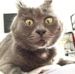 你见过最丑的猫是什么样的 简直是戒吸猫瘾的良药 