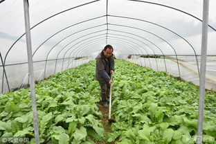贵州一局长退休后当农民 养鸡种草莓发展生态农业