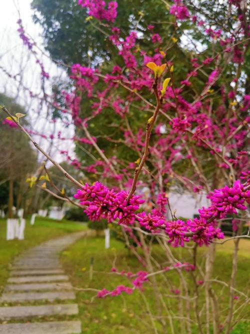 阳春三月,长沙这些地方是最佳赏花的目的地