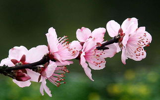 5月喜报频传,3生肖桃花绽放,财运加身,日子红火 爱情 