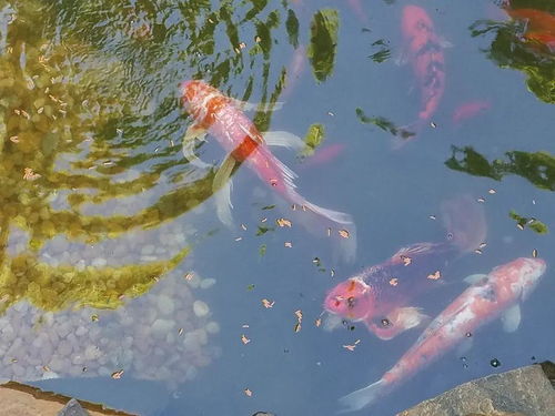 水中的鱼(水中的鱼折射图解)