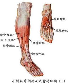 肌的开关胫骨前肌 信息评鉴中心 酷米资讯 Kumizx Com