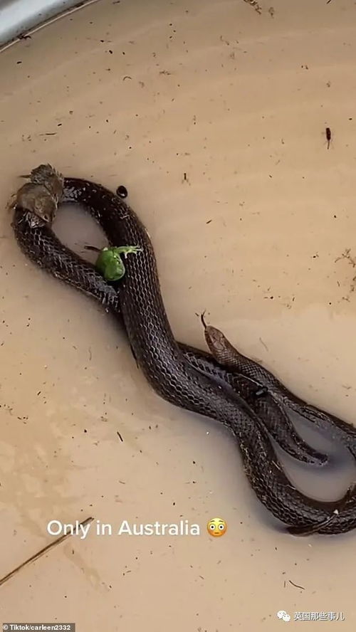 老鼠和青蛙趴在蛇身上逃生 澳大利亚这场洪水,简直魔幻