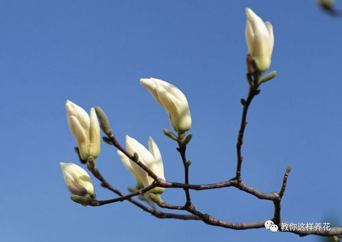 4月回暖,养花注意这几点,不会养花的看过来