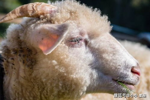 12星座中的 笑面虎 ,面善心狠的4大生肖男,女人遇到要小心