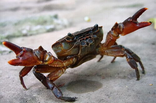 活煮龙虾螃蟹将违法 英国科学家发现 它们是能感知疼痛的生物