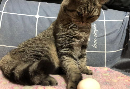 真相,原来并不是所有的猫咪都可以吃鸡蛋