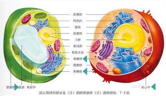 动物细胞和植物细胞的区别示意图 信息评鉴中心 酷米资讯 Kumizx Com