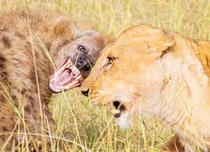 人常说 狮子不吃鬣狗肉 ,到底是真是假 答案让人不敢相信 