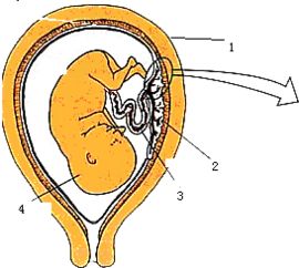 母亲从怀孕到诞生新生儿是一个很辛苦的过程.结合人体胚胎发育示意图.回答 1 图中 被称为胎儿发育的 摇篮 .里面充满了半透明的液体 . 2 胎儿在发育过程中 