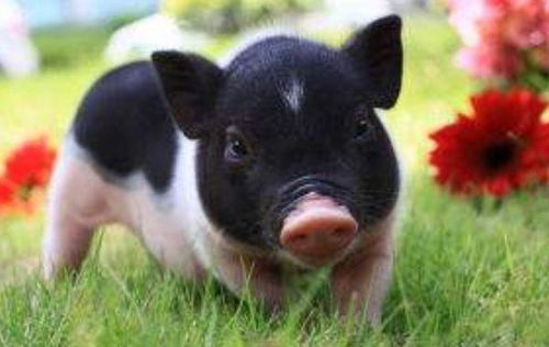 生肖猪哪一年出生最好命 长寿又多福,一生钱财花不完