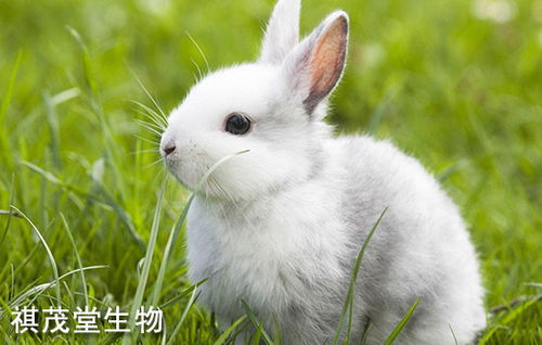 兔子常见疾病有哪些 兔子呼吸道疾病怎么预防治疗 防治兔子呼吸道病用药说明