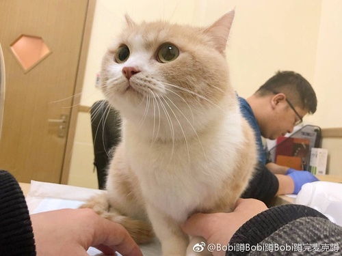 最喜欢的网红猫是波比 