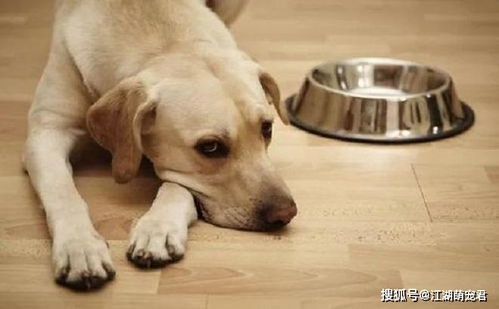 狗狗可以吃剩饭剩菜吗 吃了有什么危害