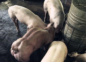 世界上最强壮的猪,浑身都是肌肉,这种你敢吃么 