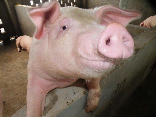 猪市 大地震 ,究其原因是什么 未来猪肉行业会怎样