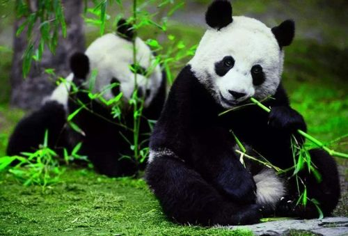 熊猫是食草动物,它的咬合力有多大 