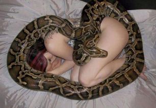 国外女孩将蛇做 伴侣 ,每天同吃同睡相拥而眠