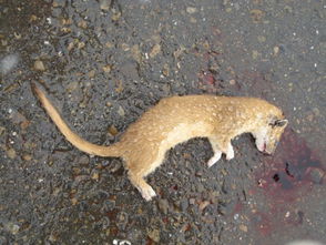 晚饭,你知道吗 每年因公路交通致死的野生动物,比猎杀还要多