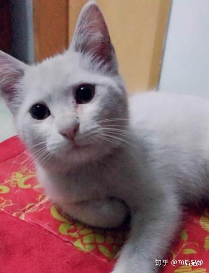 有谁知道这个小猫咪叫什么名字吗 实在是太可爱了 