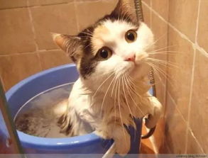 猫多大可以洗澡