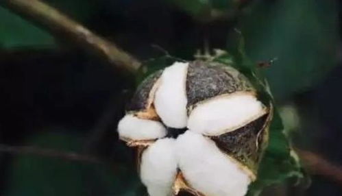 棉花健康冷知识(棉花小常识)